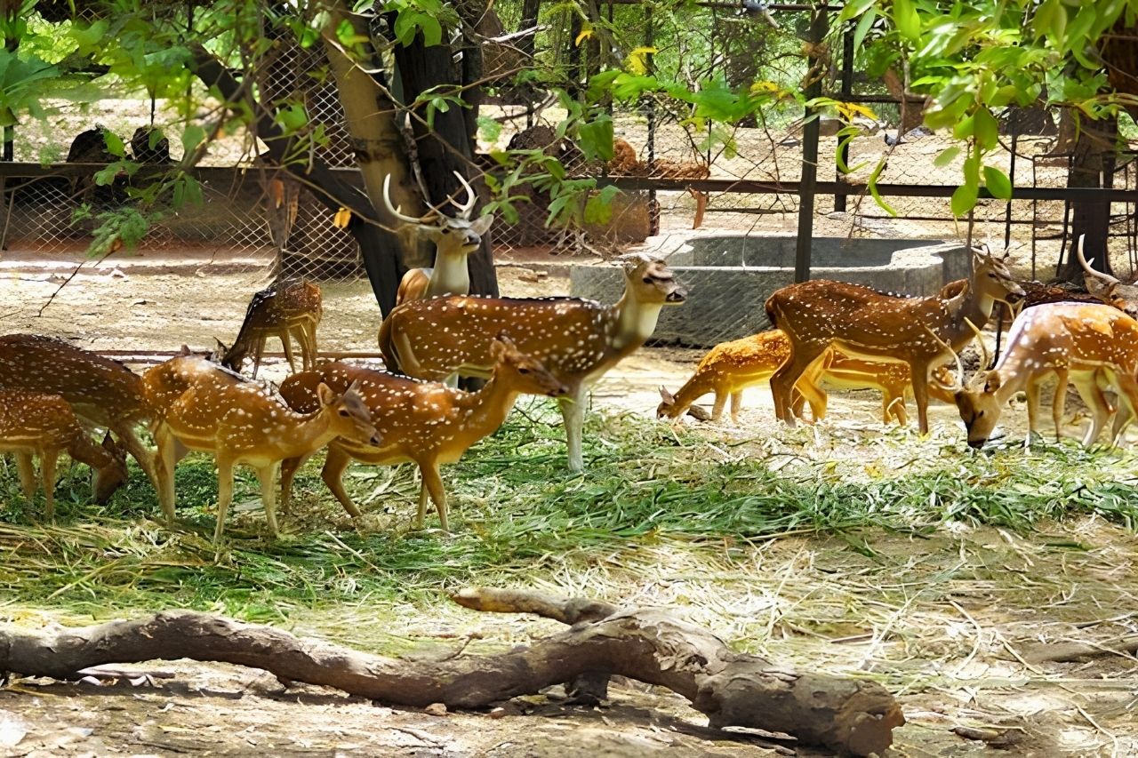 Deer Park Opposite Hotel Shikha